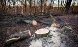 Sprzeciw Lasów Państwowych wobec strategii UE