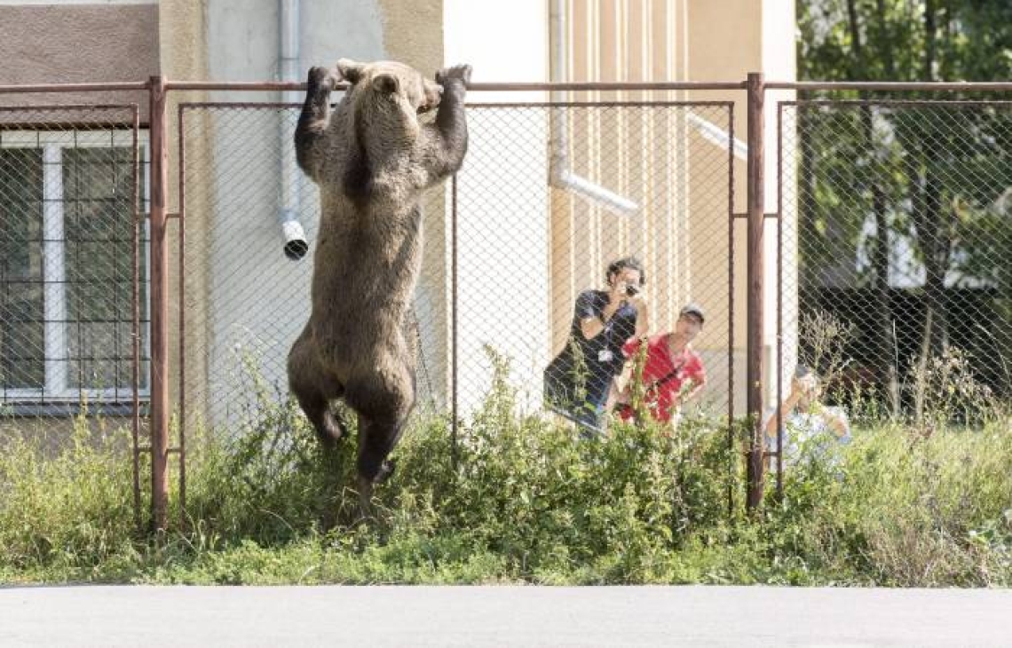  Niedźwiedzi problem Rumunii 