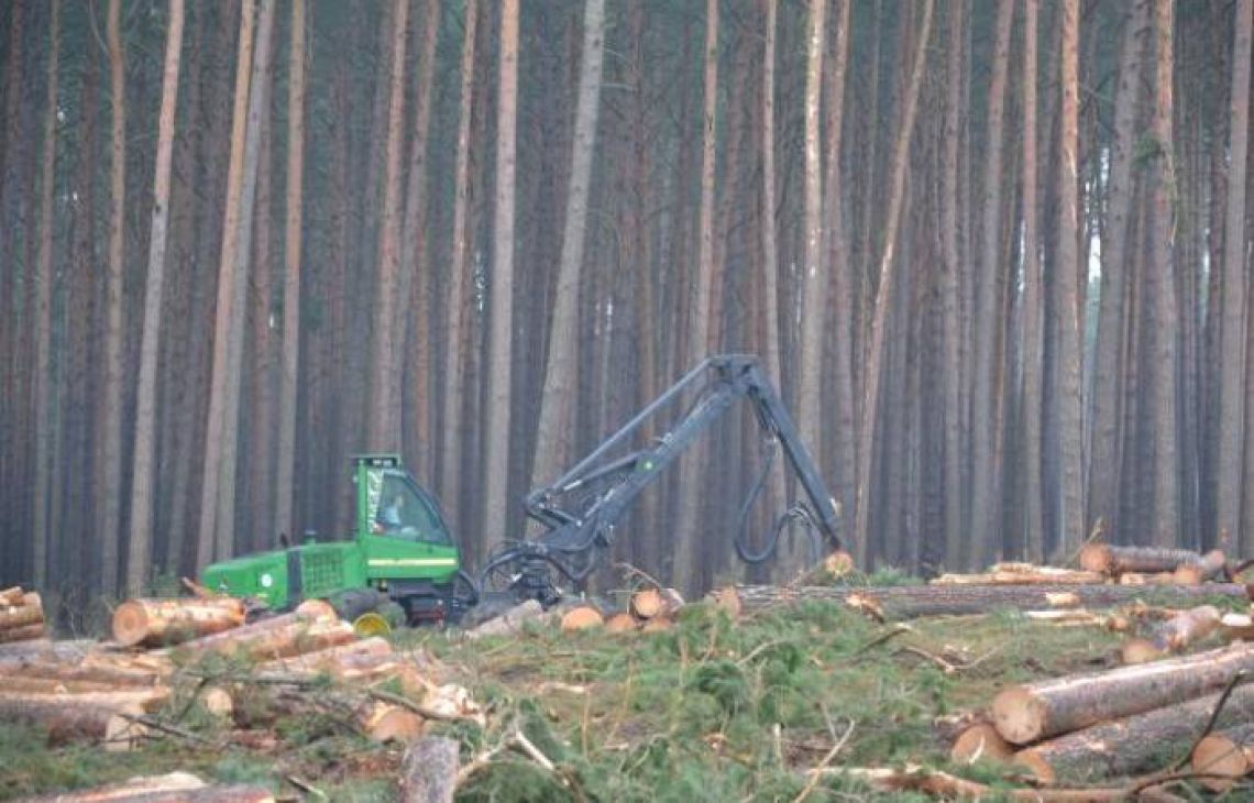 Raport NIK o niegospodarności Lasów Państwowych 