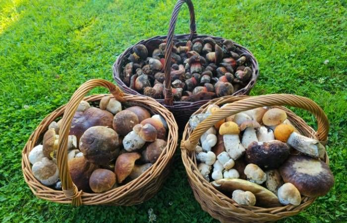 Grzybobranie rekreacja i satysfakcja